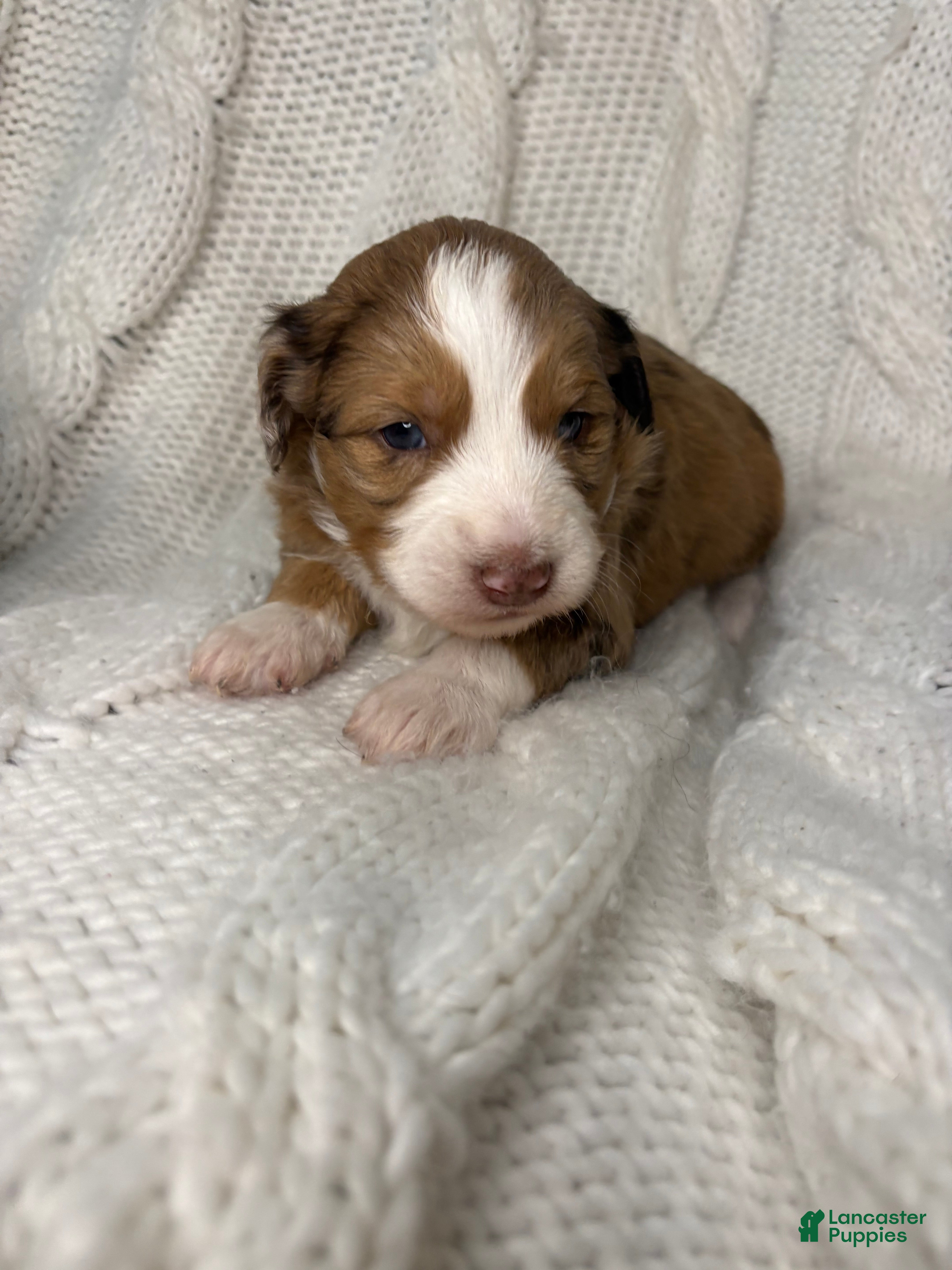 Mini Aussiedoodle dogs Mini Aussiedoodle Puppy 1 - Ad 6