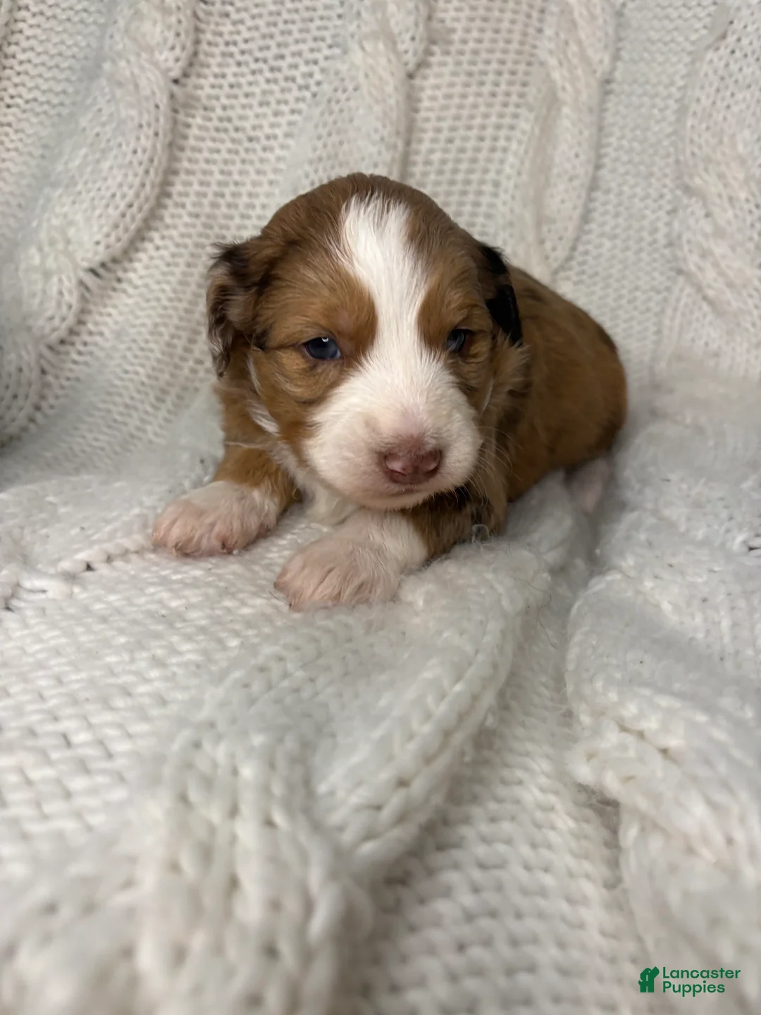 Mini Aussiedoodle dogs for sale: Mini Aussiedoodle Puppy 1 - Ad 1