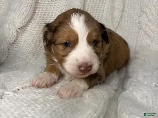 Mini Aussiedoodle dogs Mini Aussiedoodle Puppy 1 - Ad 6