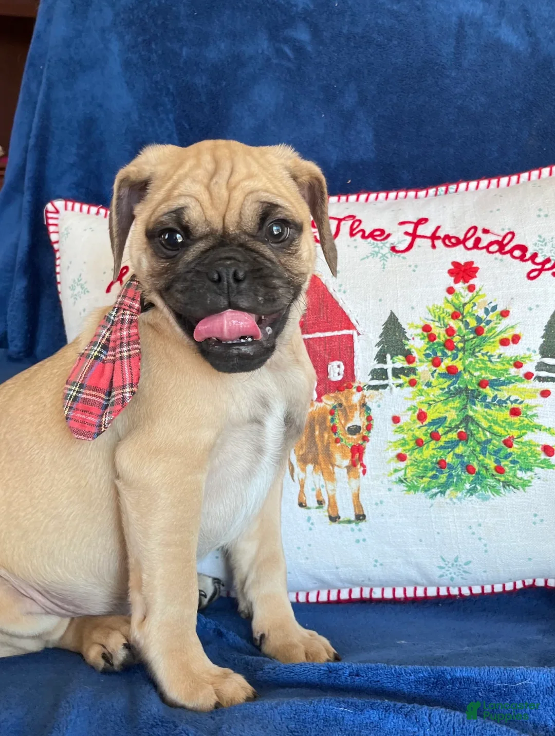 Gallery Image {{count}}