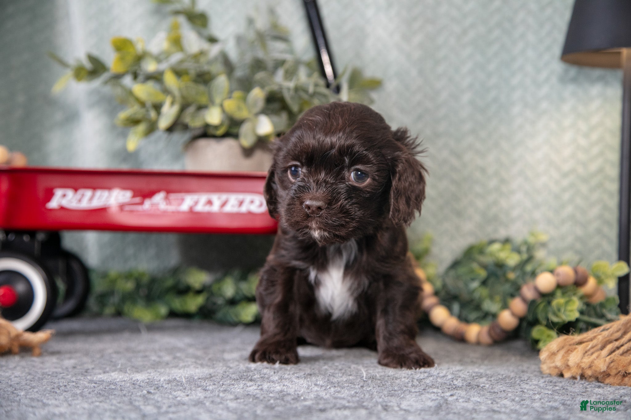 Cocker Spaniel dogs Lindy - Ad 2
