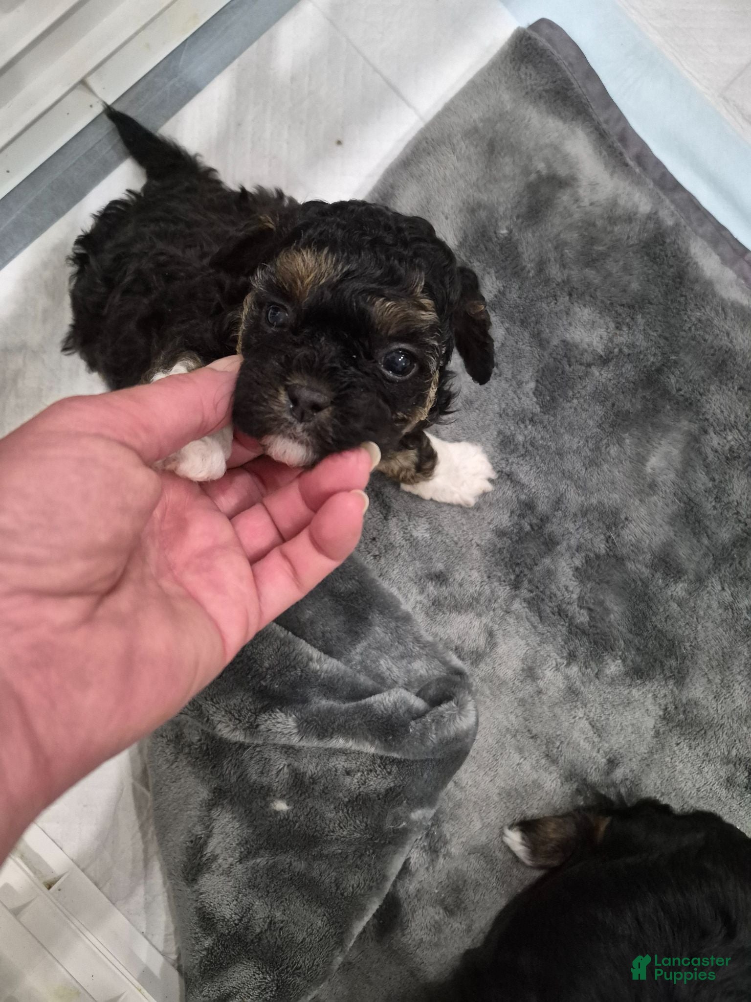 Mixed Breed dogs Mixed Breed 3 - Ad 2