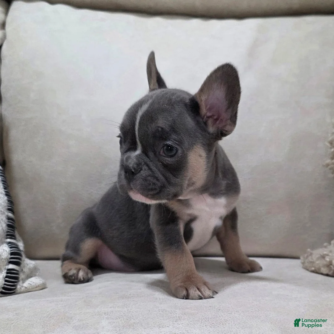 French Bulldog dogs for sale: Finn - Ad 4