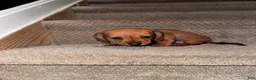 Miniature Dachshund dogs for sale: Coco - Ad 3