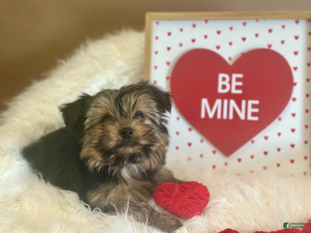 Yorkiepoo dogs for sale: Gilbert - Ad 16