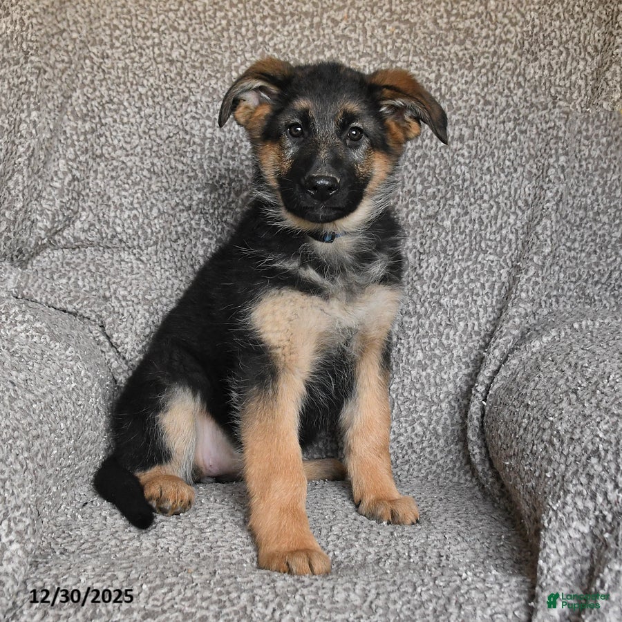 German Shepherd dogs Sassy - Ad 23