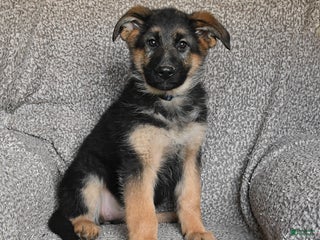 German Shepherd dogs Sassy - Ad 23