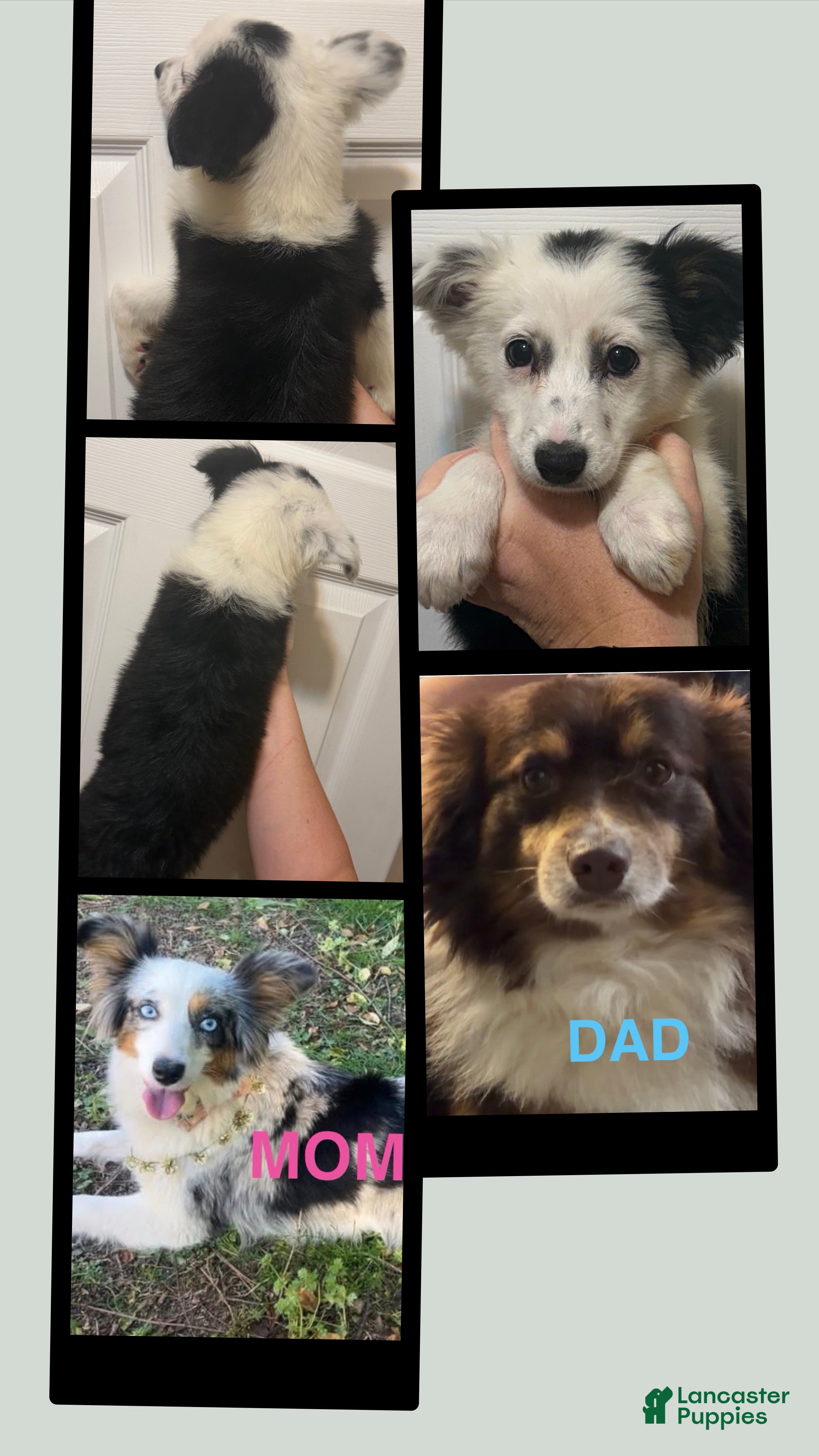 Miniature Australian Shepherd dogs Yellow  - Ad 13