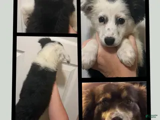 Miniature Australian Shepherd dogs Yellow - Ad 13