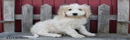 Bernedoodle dogs for sale: Boomer - Ad 4