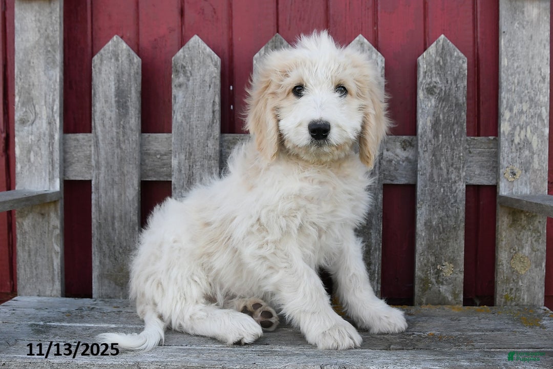 Bernedoodle dogs for sale: Boomer - Ad 4