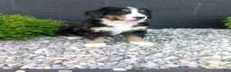 Bernese Mountain Dog dogs for sale: Carla  - Ad 3