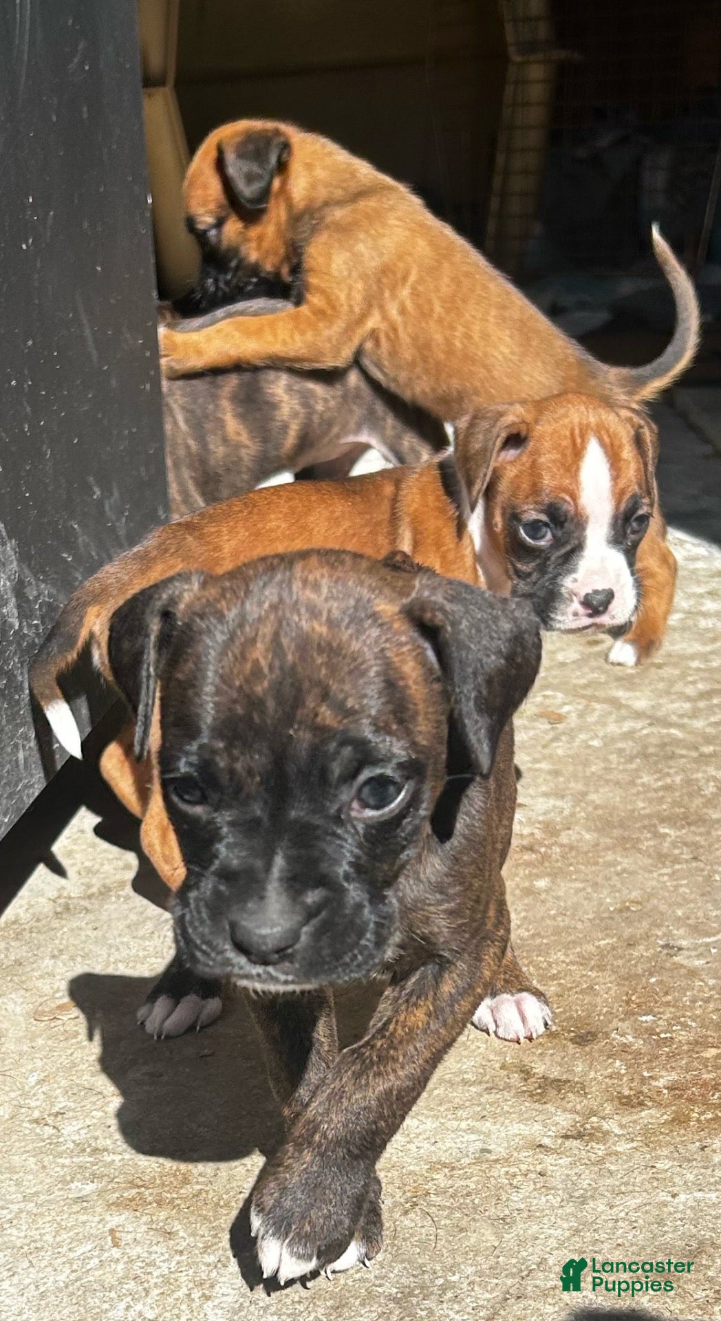 Boxer dogs Boxer 1 - Ad 18