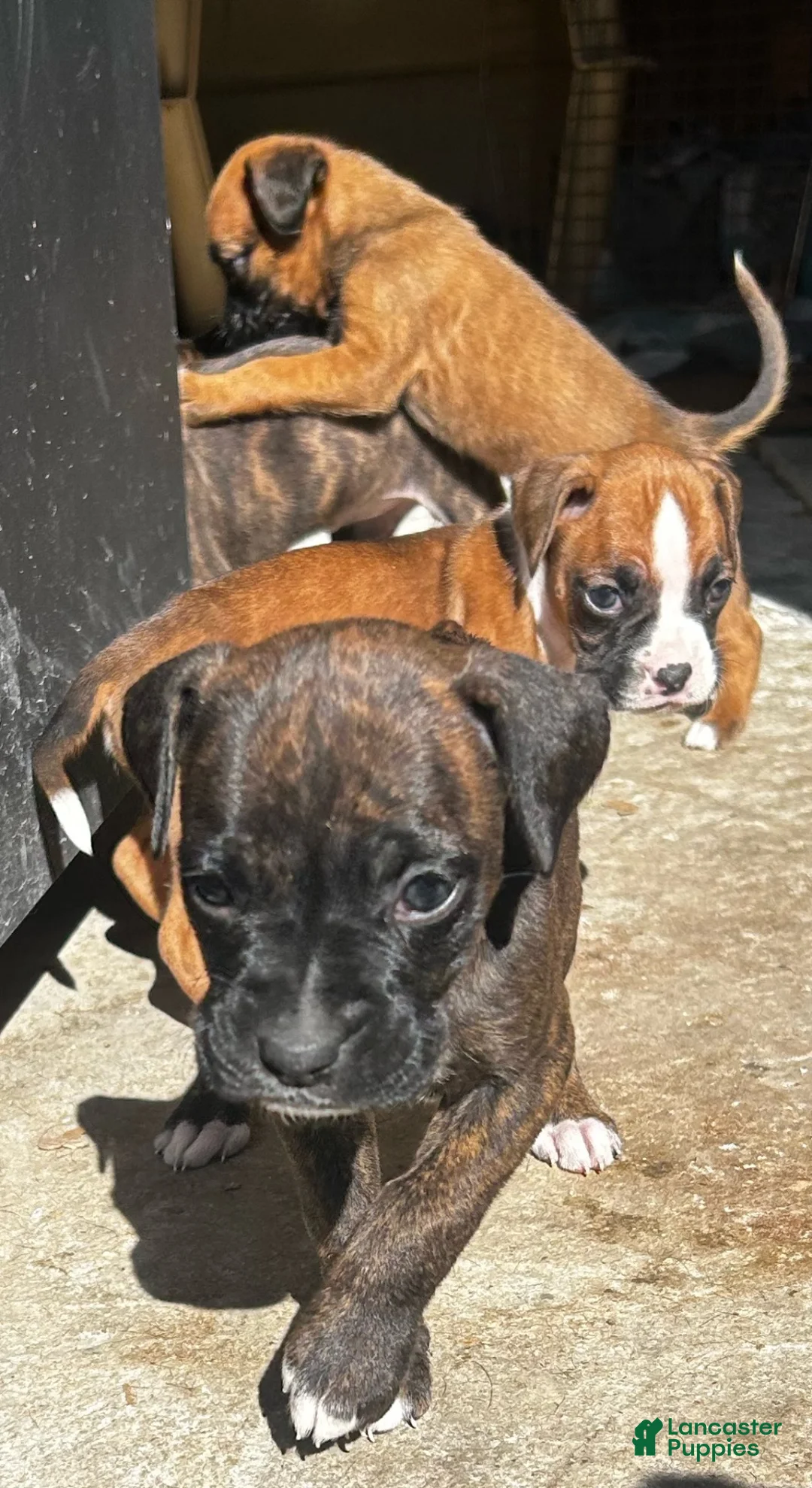 Boxer dogs for sale: Boxer 1 - Ad 1