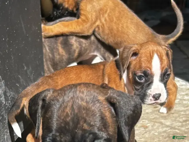 Boxer dogs Boxer 1 - Ad 18
