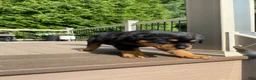 Rottweiler dogs for sale: Hazel - Ad 6
