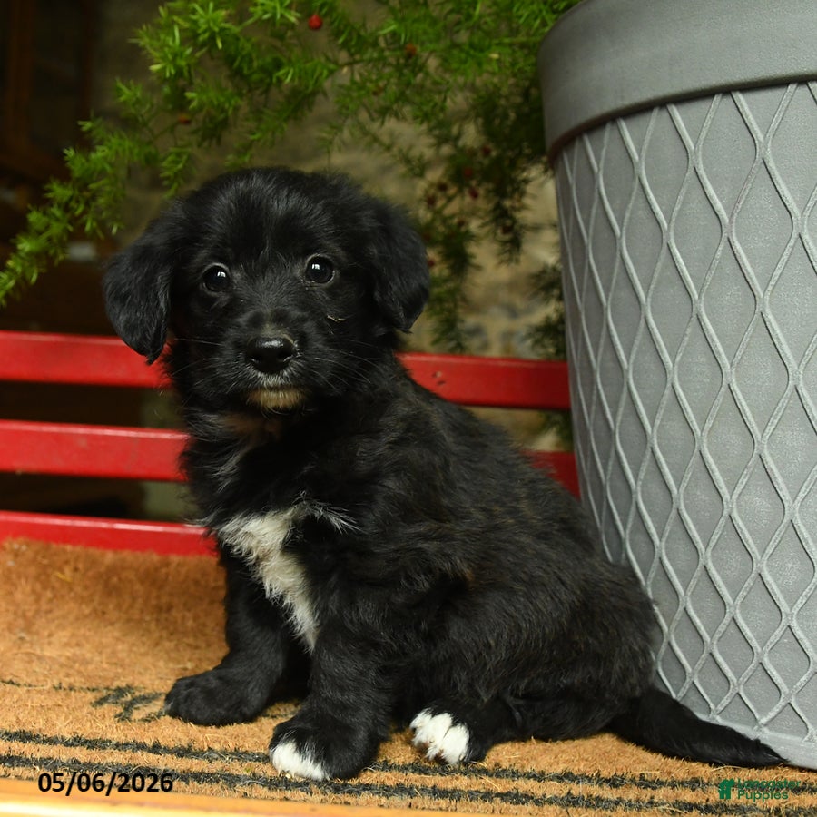 Corgipoo dogs Floyd - Ad 2
