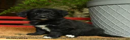 Corgipoo dogs for sale: Floyd - Ad 2