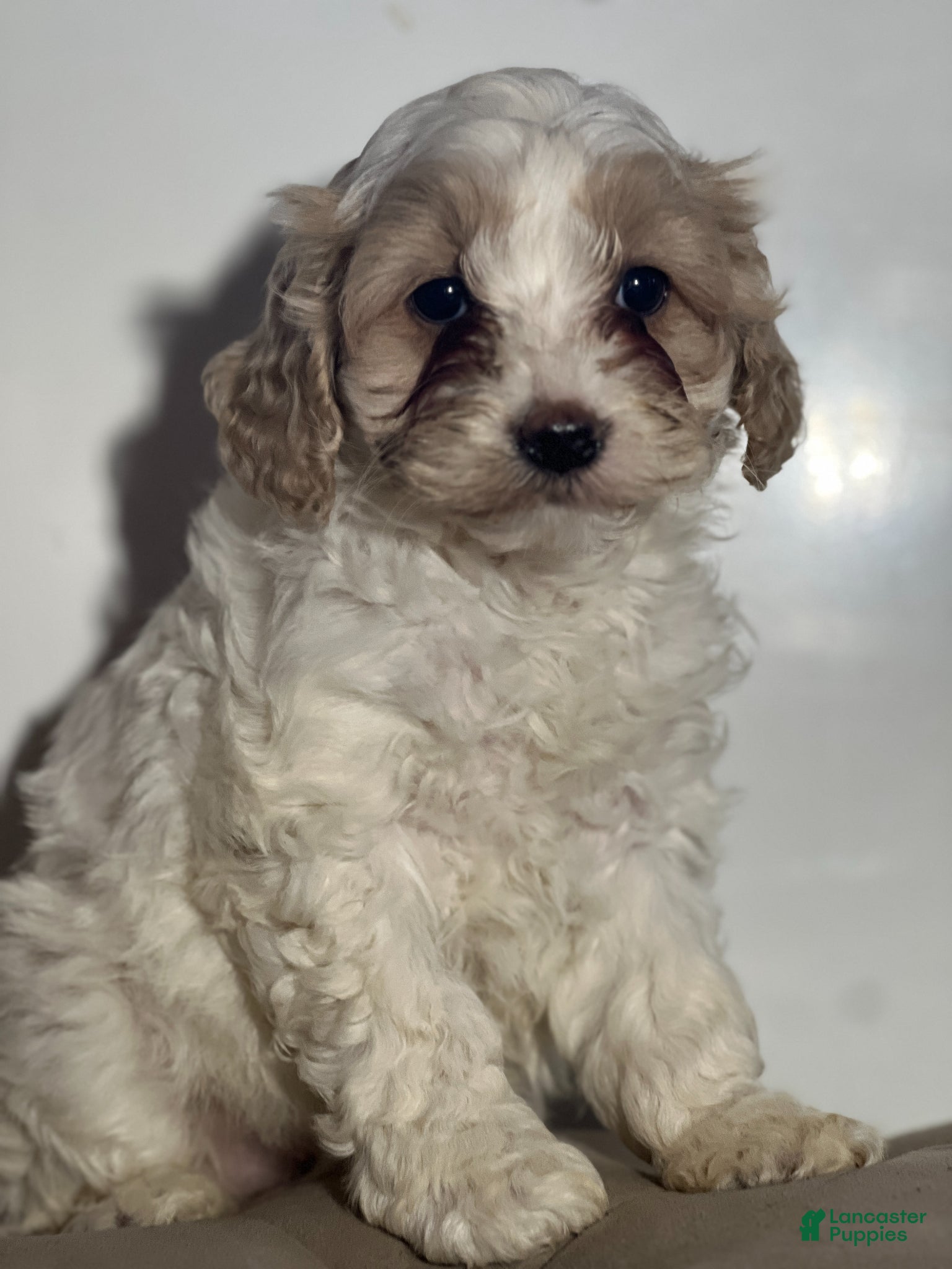 Cockapoo dogs Dior - Ad 19