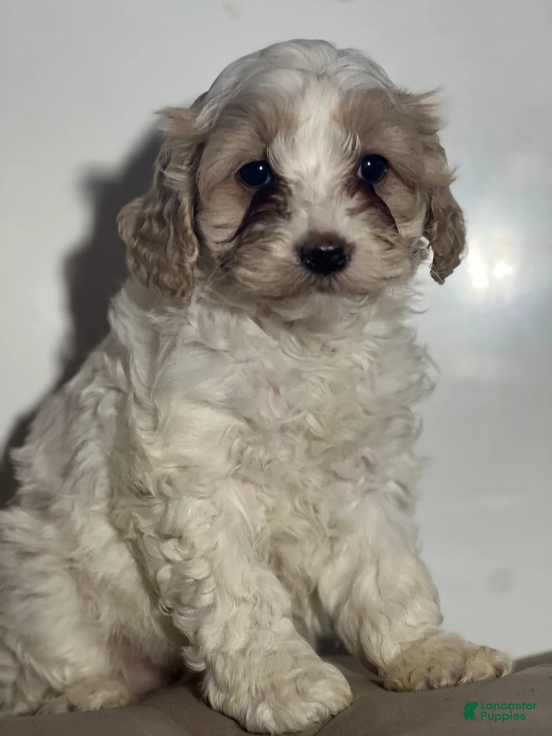 Cockapoo dogs for sale: Dior - Ad 1