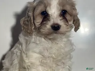 Cockapoo dogs Dior - Ad 38