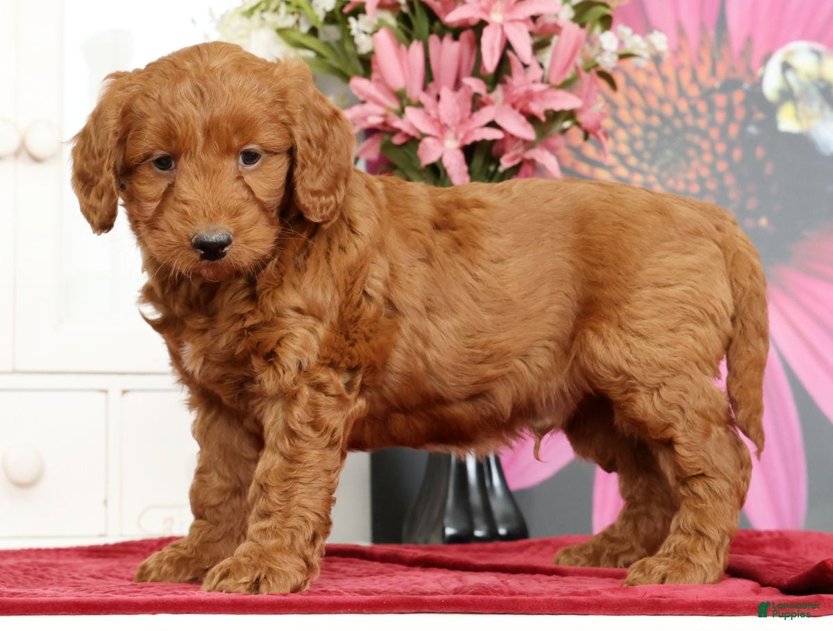 Mini Goldendoodle dogs Max - Ad 1