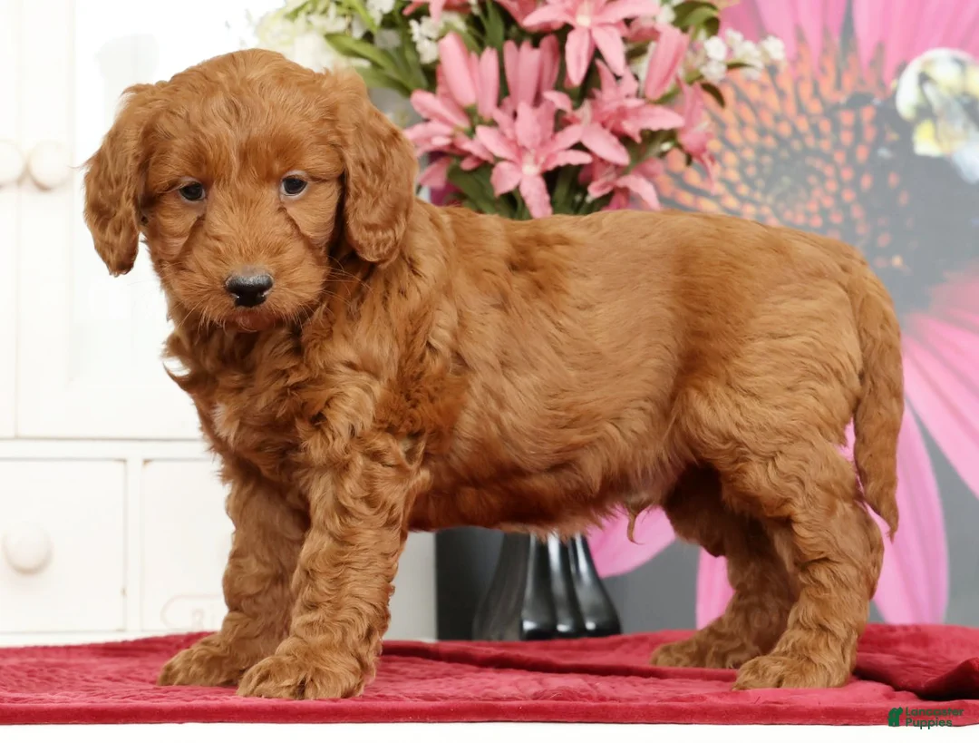 Mini Goldendoodle dogs for sale: Max - Ad 1