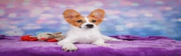 Papillon dogs for sale: Ace - Ad 8