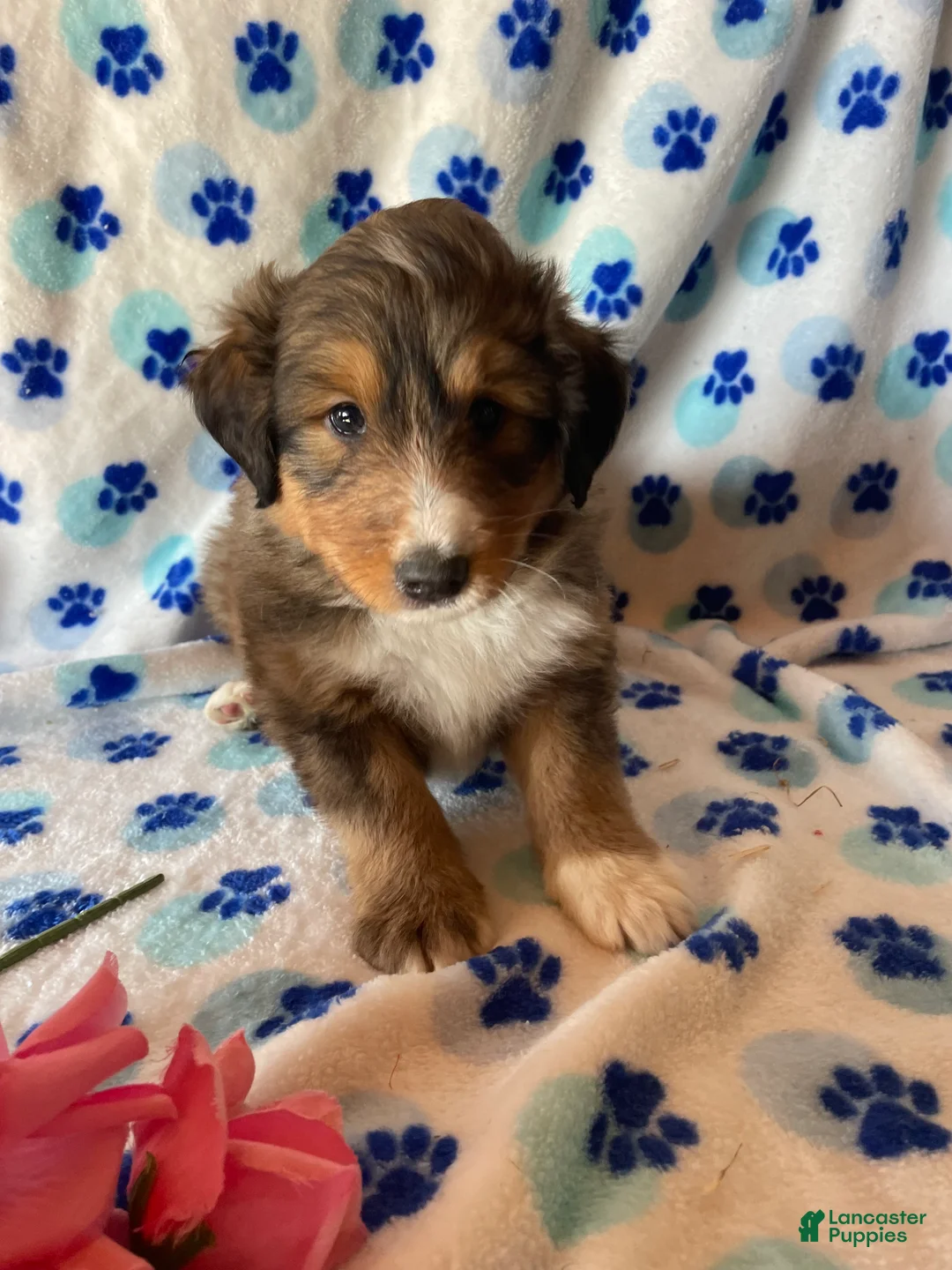 Mixed Breed dogs for sale: Skye - Ad 3
