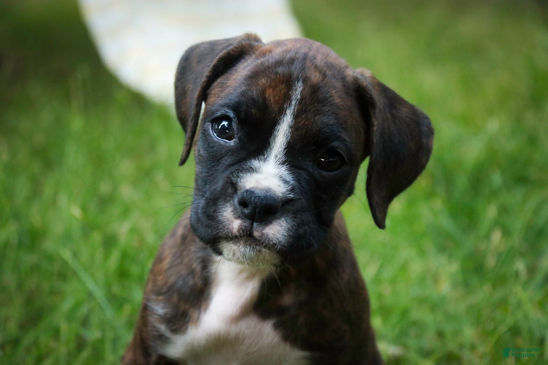 Boxer dogs for sale: Gemma - Ad 17