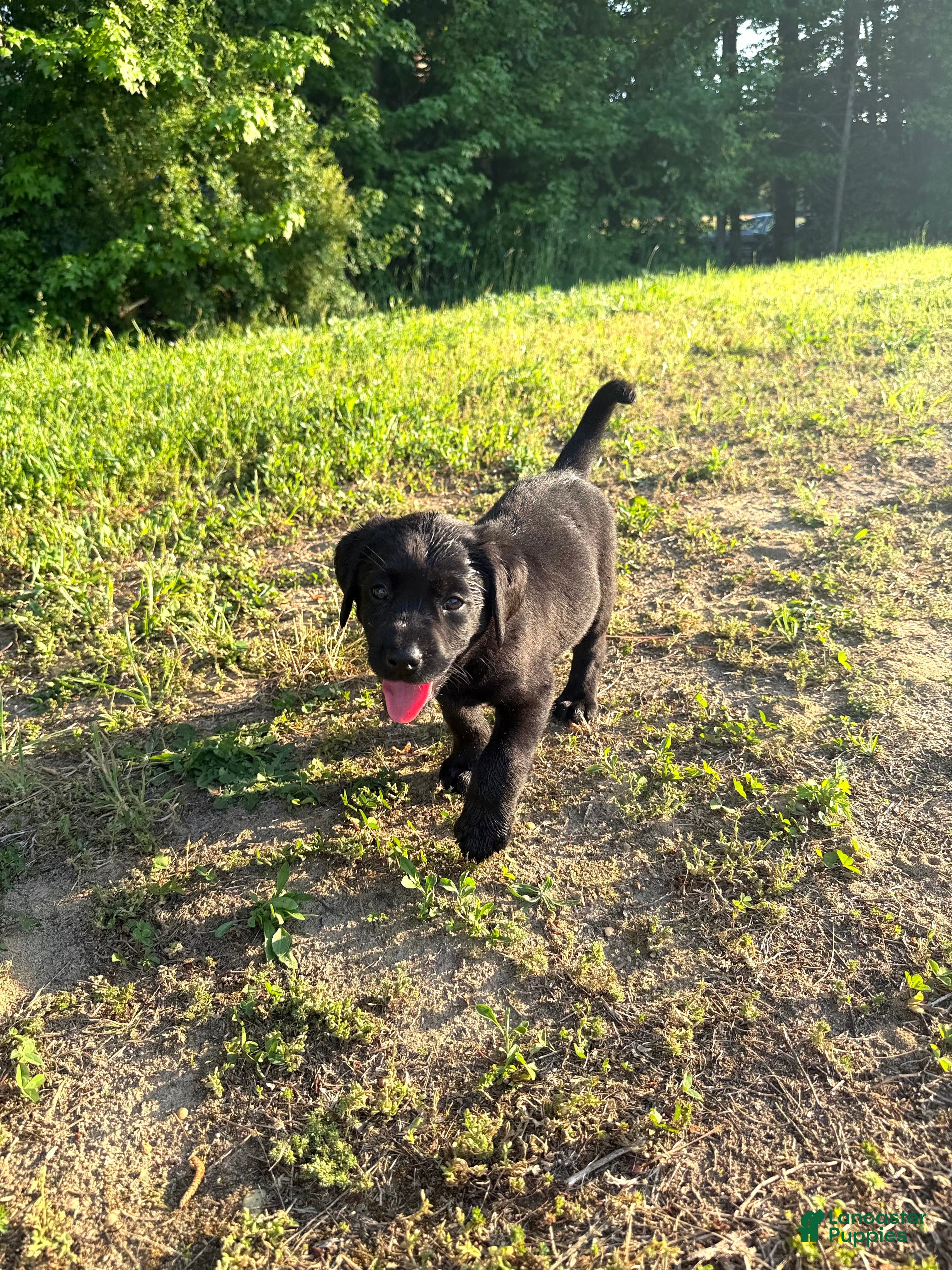 Labrador Retriever dogs Labrador Retriever Puppy 3 - Ad 2