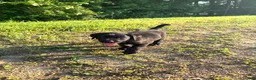 Labrador Retriever dogs for sale: Labrador Retriever Puppy 3 - Ad 2