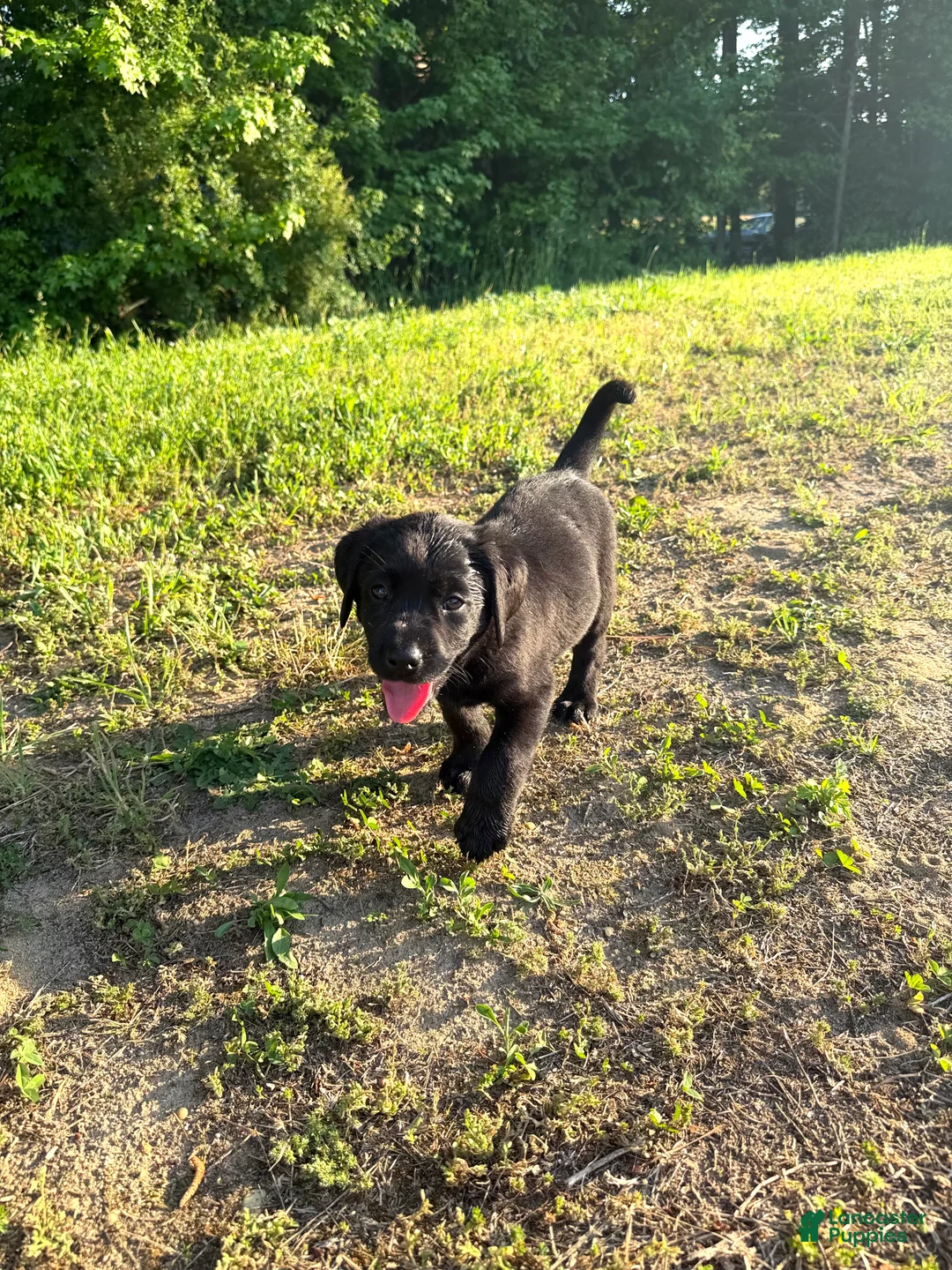 Labrador Retriever dogs for sale: Labrador Retriever Puppy 3 - Ad 2