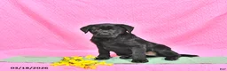 Labrador Retriever dogs for sale: Prunella - Ad 2