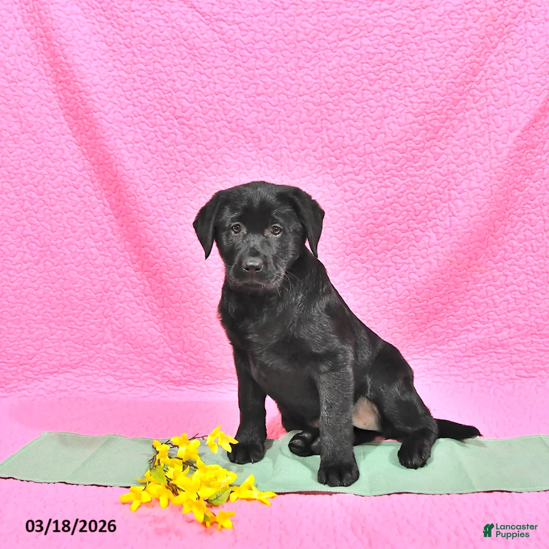 Labrador Retriever dogs for sale: Prunella - Ad 2