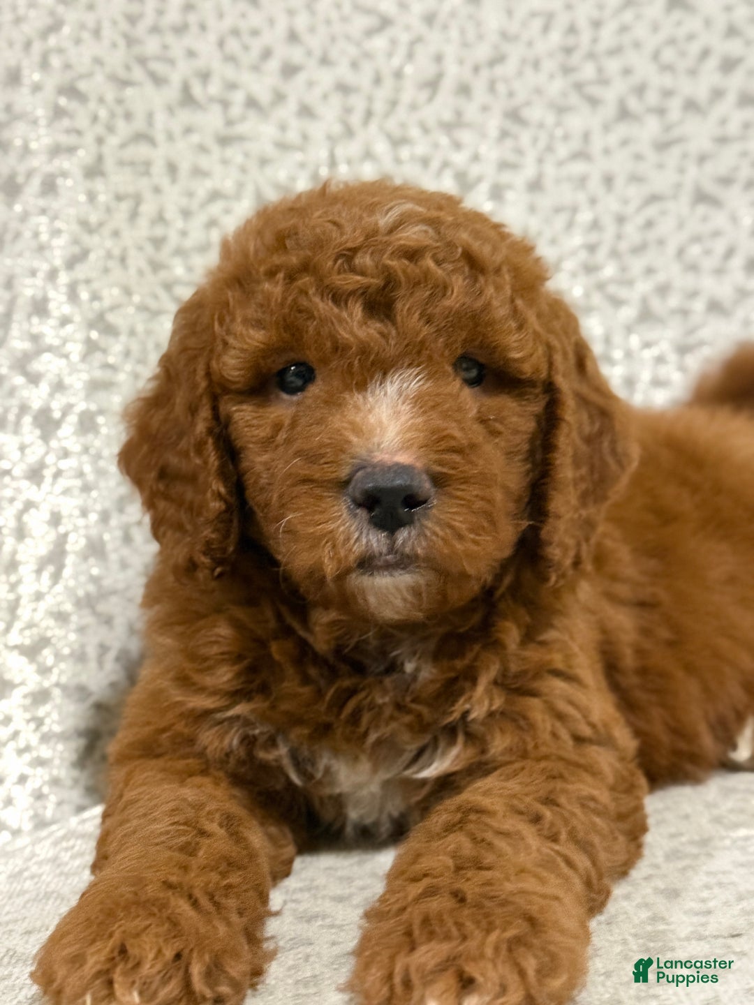 Goldendoodle dogs for sale: Peggy - Ad 3