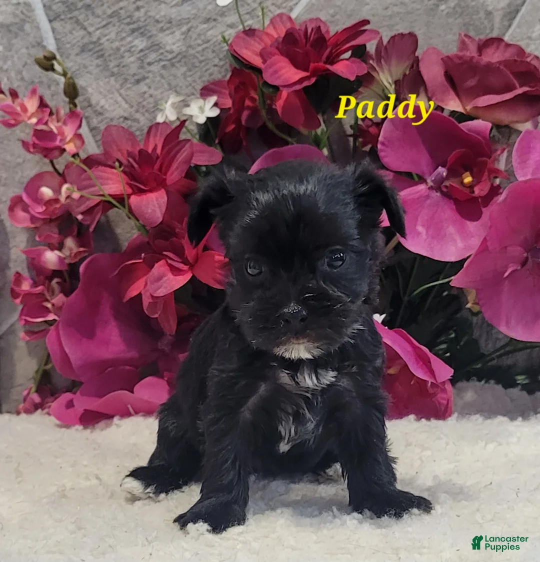 Morkie dogs for sale: Paddy - Ad 3