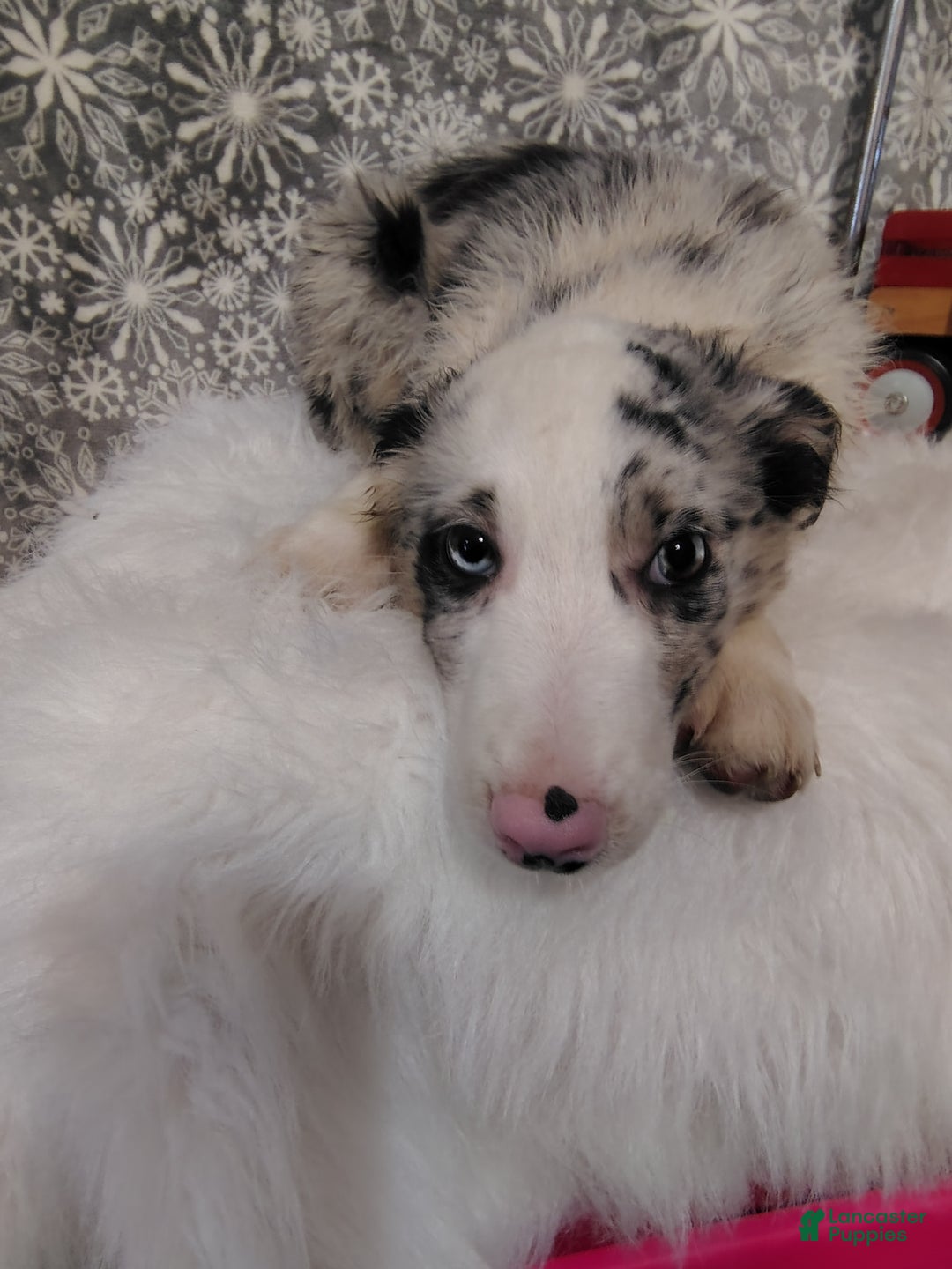 Australian Shepherd dogs for sale: Muffin - Ad 2