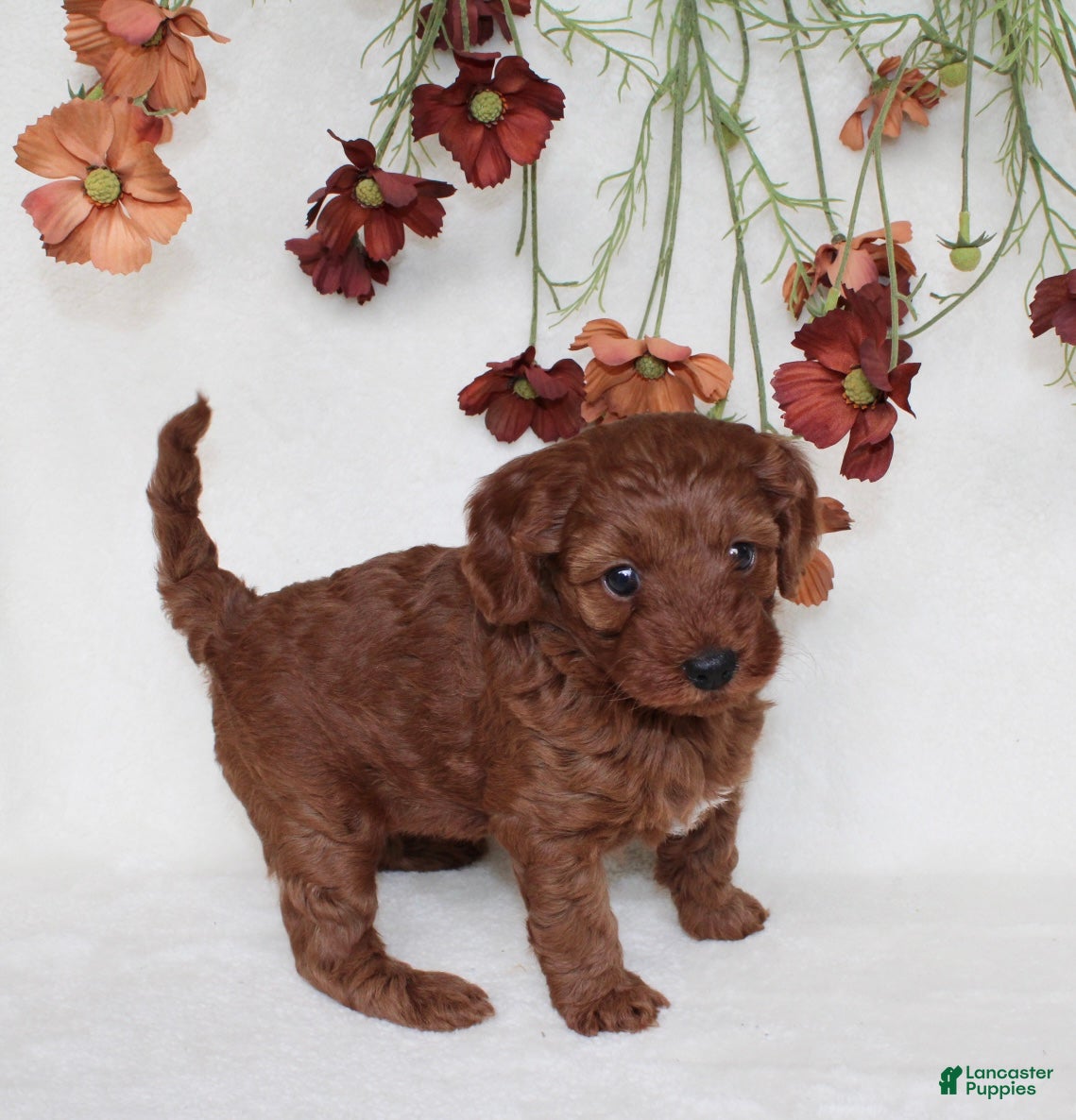 Cavapoo dogs Remi - Ad 2