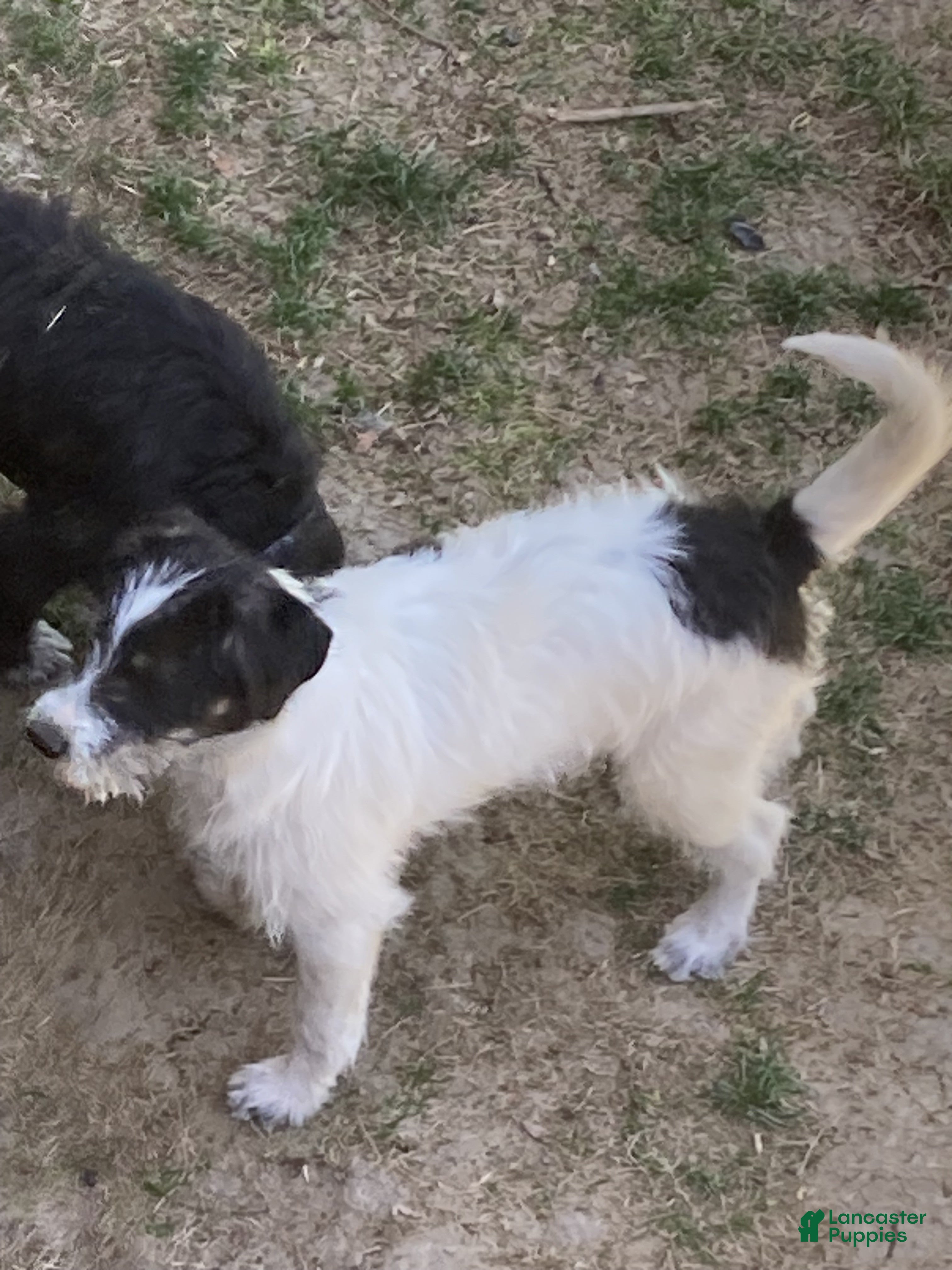 Bordoodle dogs Bordoodle Puppy Ollie - Ad 2