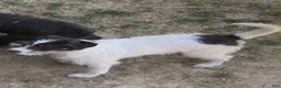 Bordoodle dogs for sale: Bordoodle Puppy Ollie - Ad 2