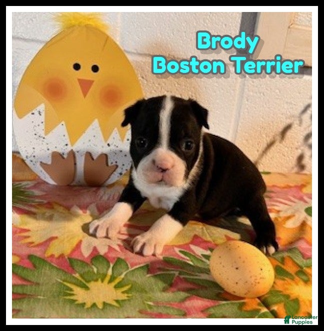Boston Terrier dogs Brody - Ad 1