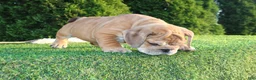 English Bulldog dogs for sale: Dash - Ad 3