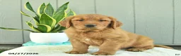Golden Retriever dogs for sale: Butterscotch - Ad 1