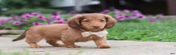 Miniature Dachshund dogs for sale: Grace - Ad 11