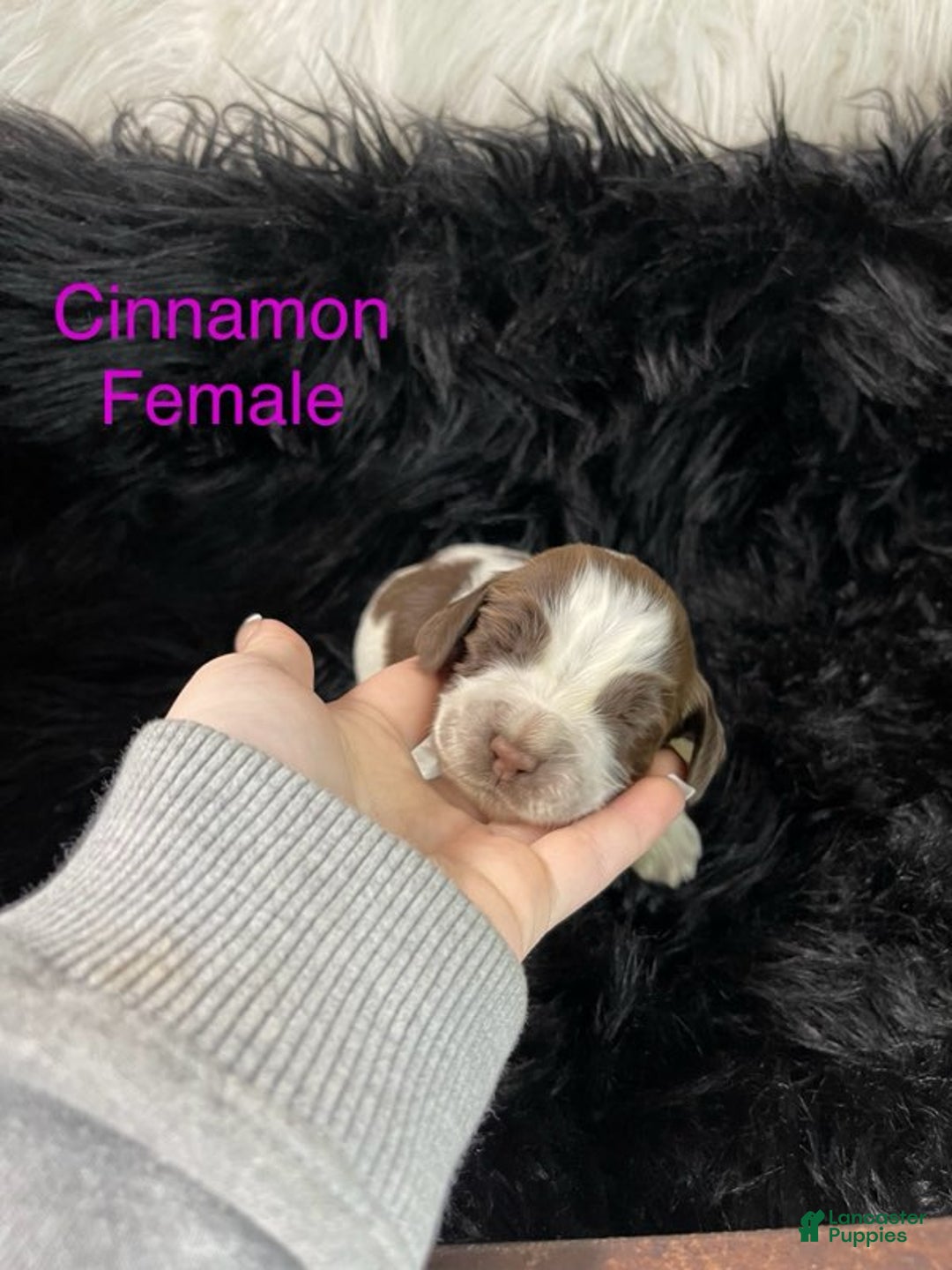 English Springer Spaniel dogs for sale: Rose Mary - Ad 4