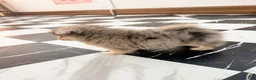 Pomeranian dogs for sale: Brutus - Ad 6