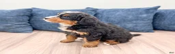 Mini Bernedoodle dogs for sale: Benji - Ad 5