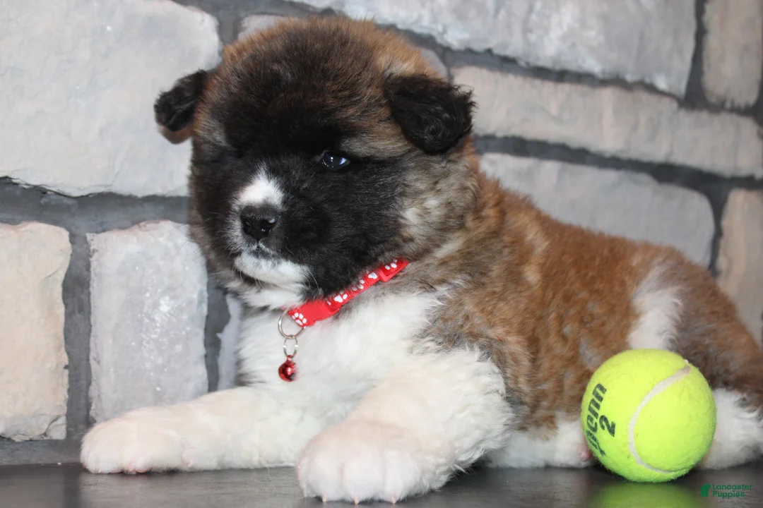 Akita dogs for sale: AKC JAX - Ad 2