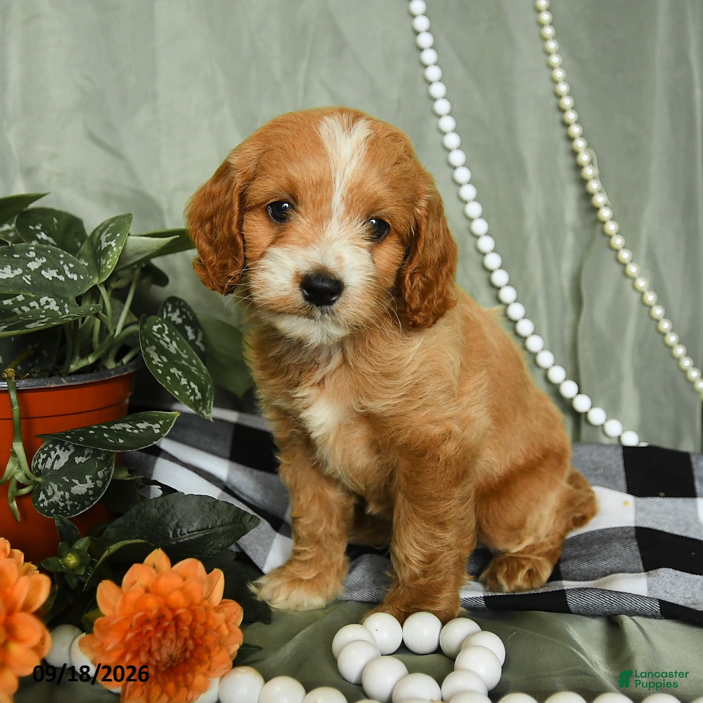 Cockapoo dogs Forrest - Ad 2